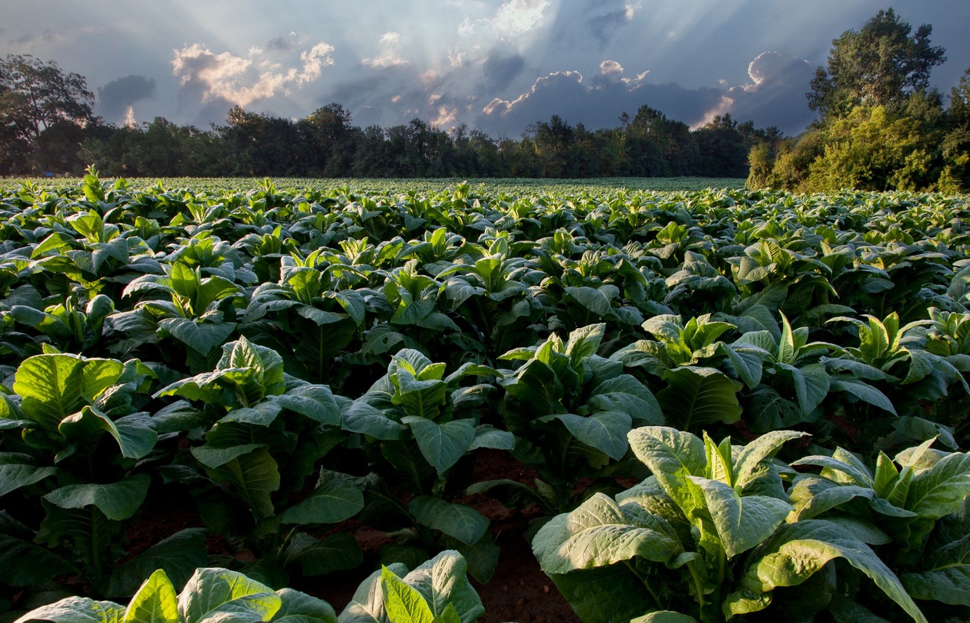 Tobacco Training