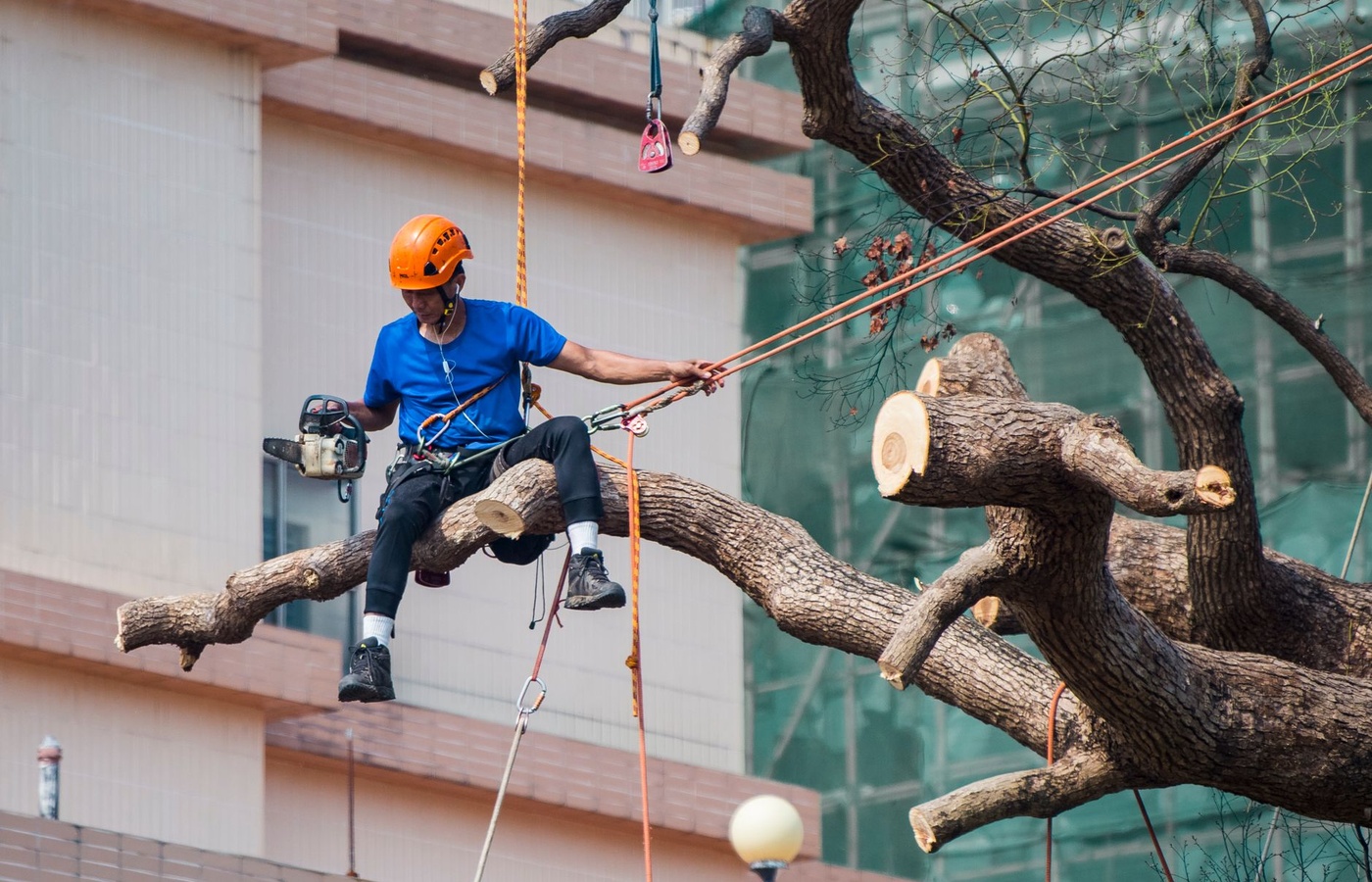Tree Risk Assessment Qualification Application