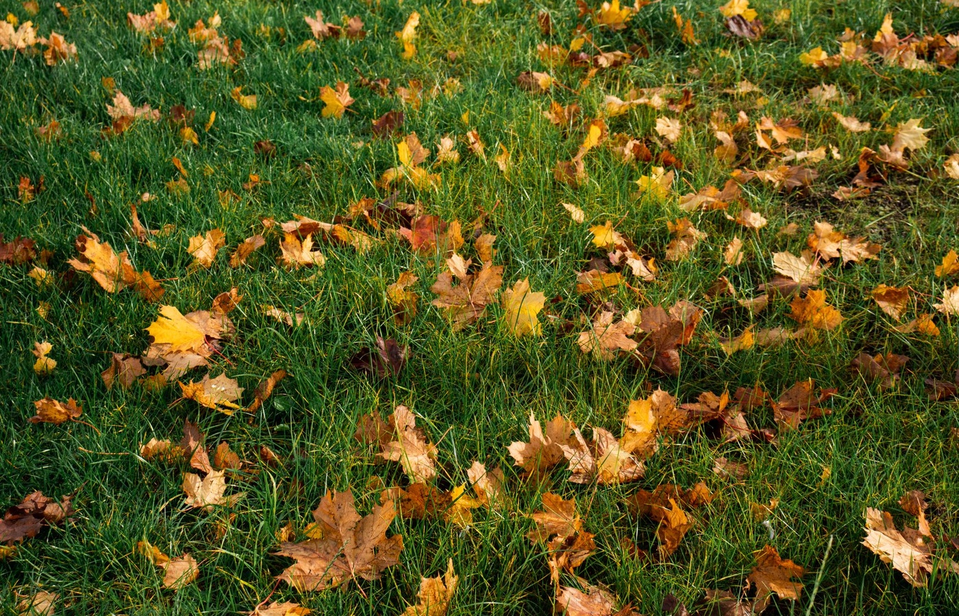 Turfgrass Pest Management Category 3A