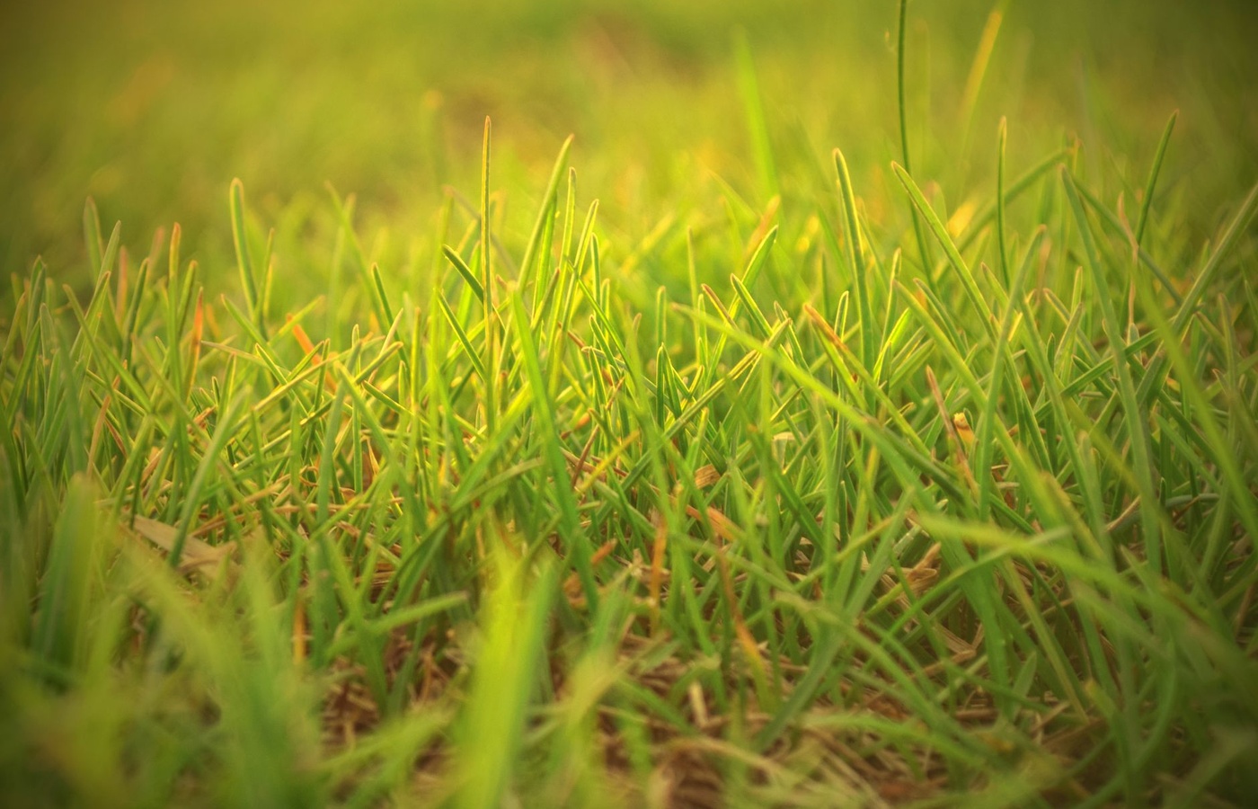 Turf Pest Management Category 3B