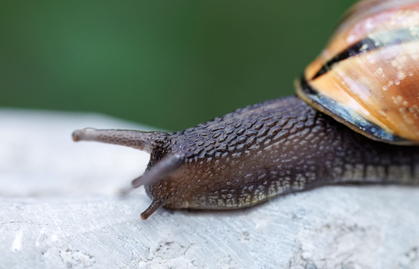 UCSC Slug