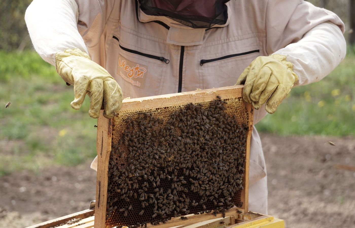 Union County Beekeepers