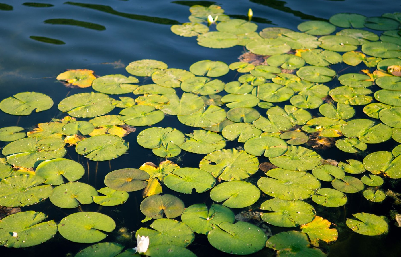 Utah Aquatic Pesticide