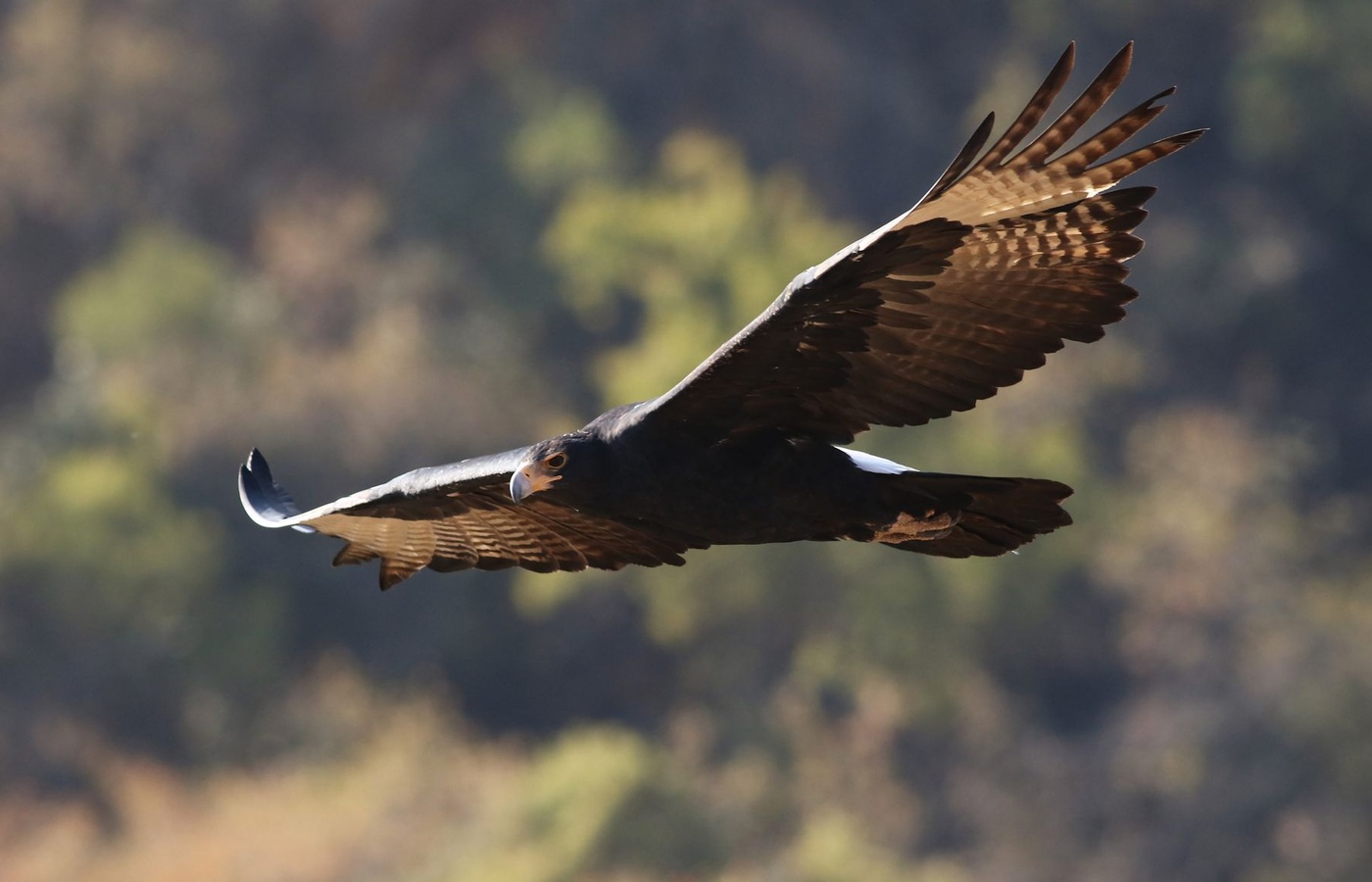 Utah Falconry License
