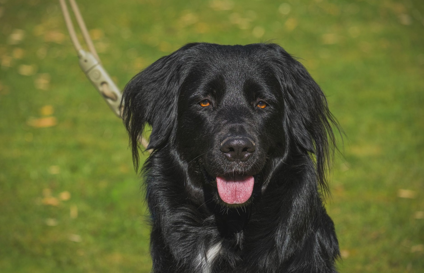 Utah Post Narcotics Dog Manual