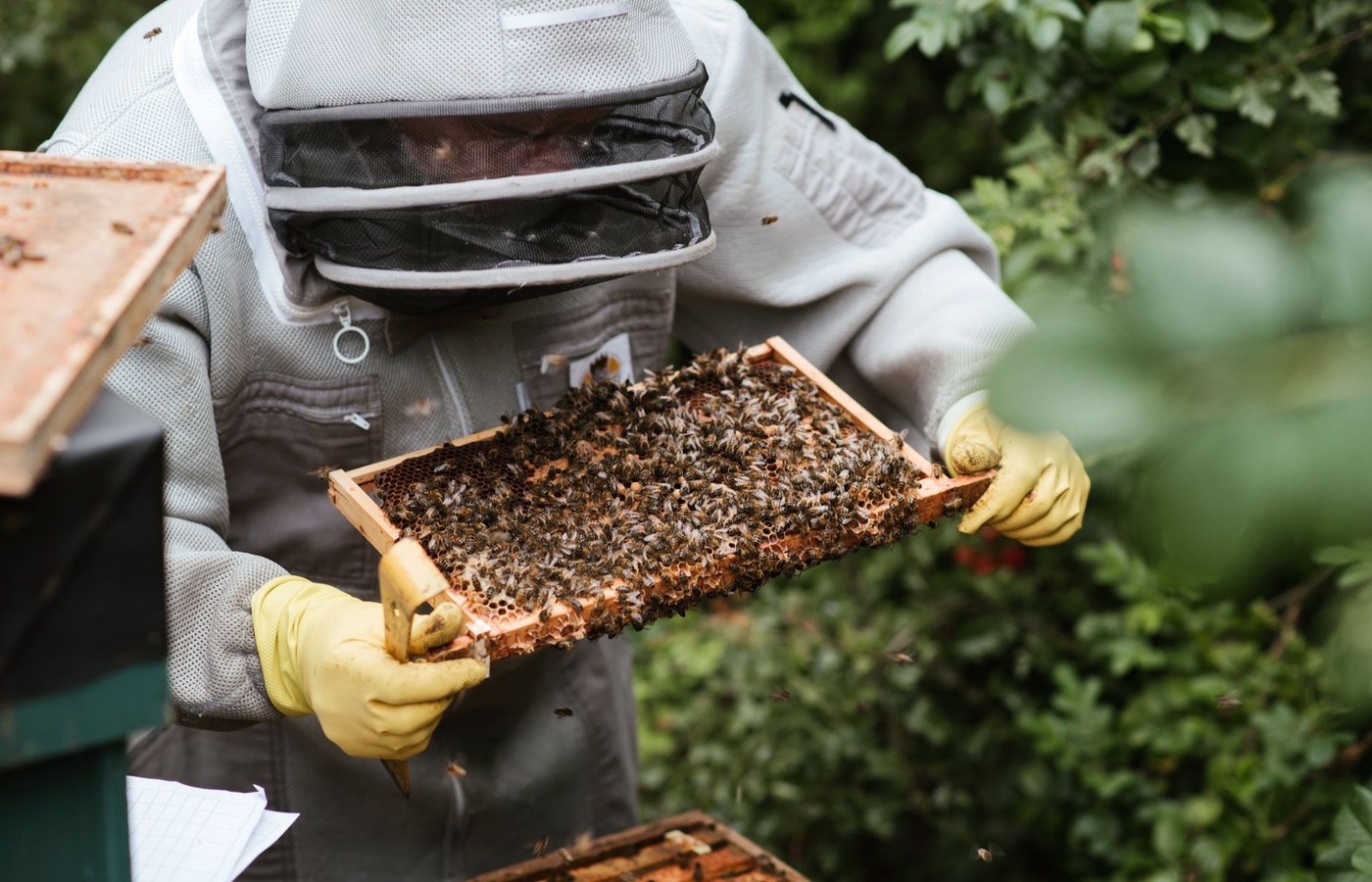 VSBA Virginia Apprentice Beekeeper