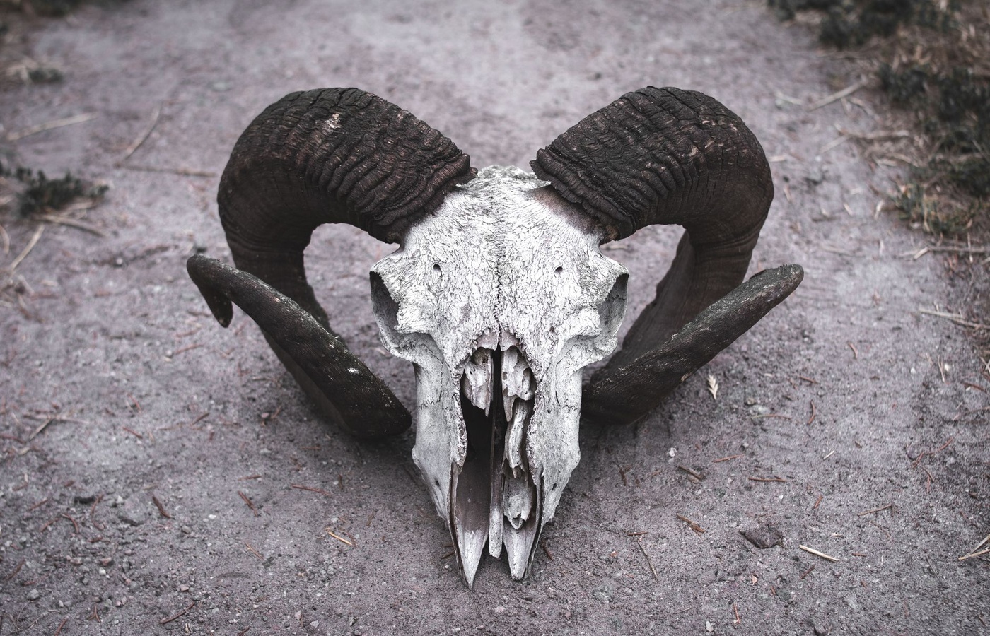 Veterinary Anatomy