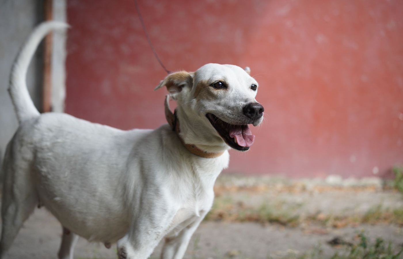 Veterinary Dentistry – Dental Diseases