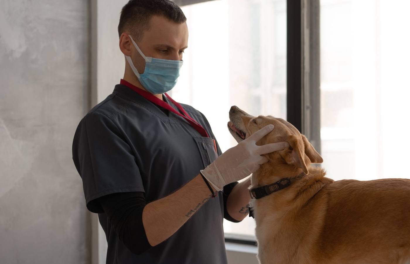 Veterinary III CFE