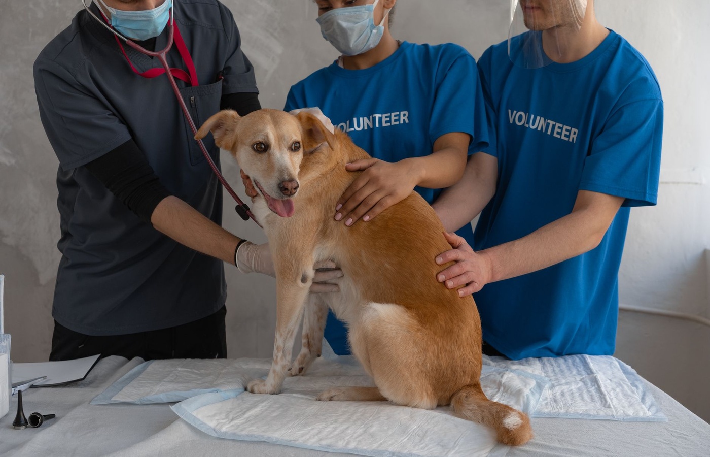 Veterinary Technician