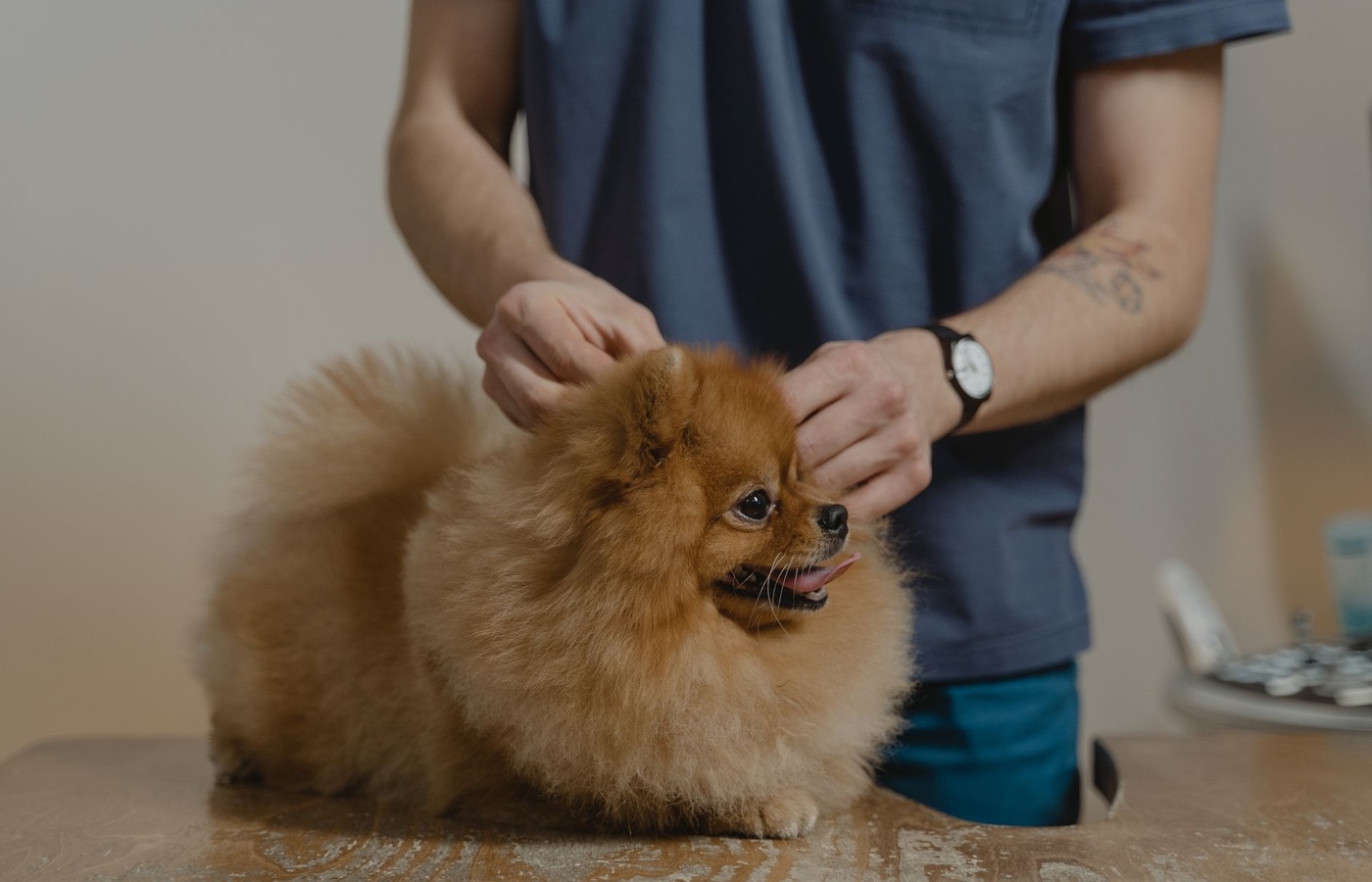 Vetinerary Assistant