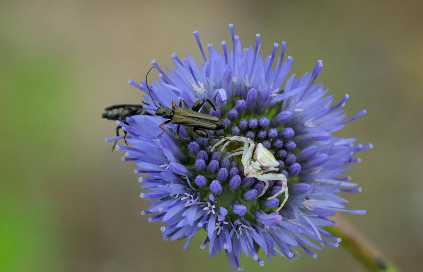 WebXam Animal and Plant