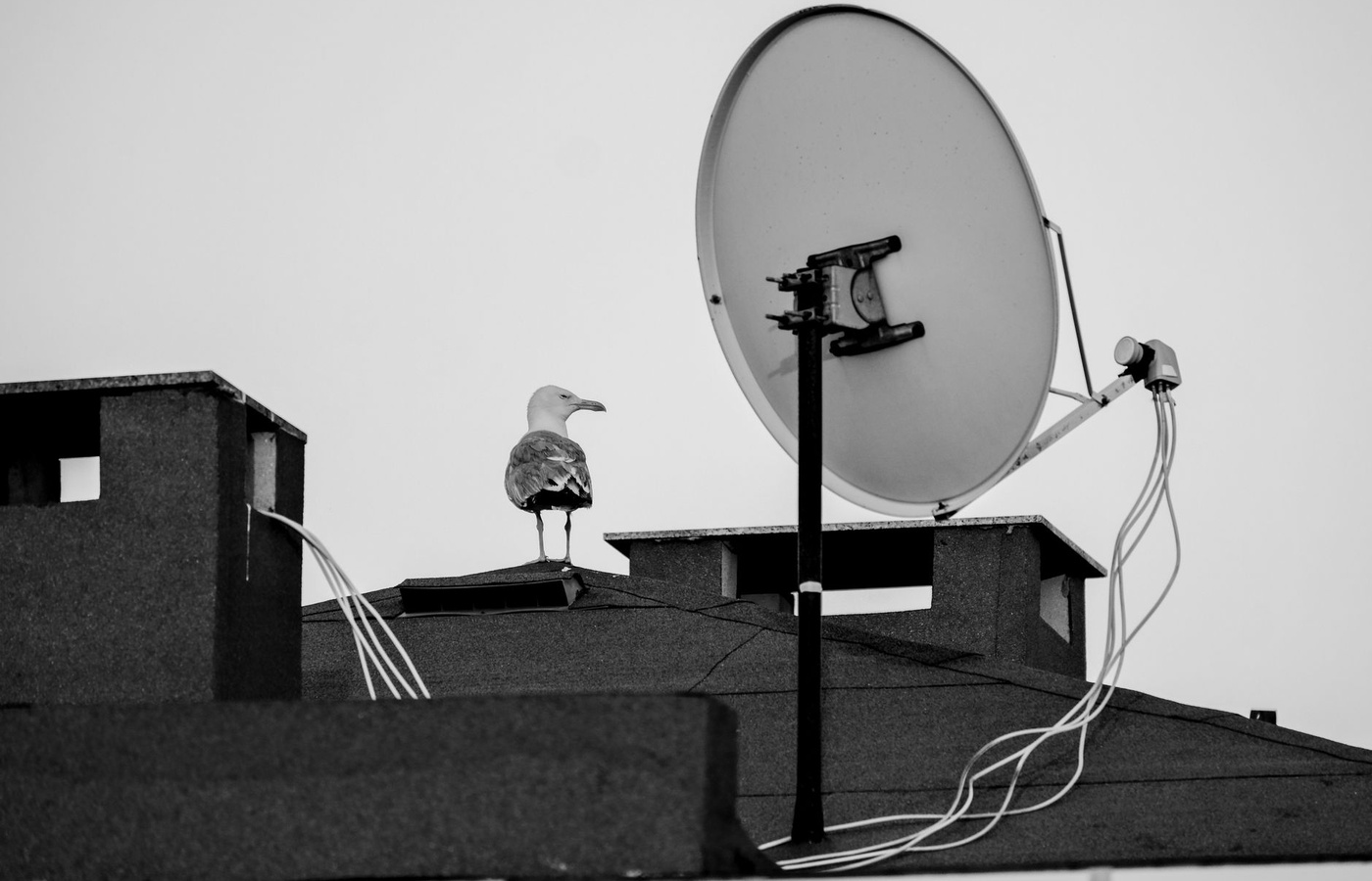 Western Governors University (WGU) ITEC3201 D413 Telecomm and Wireless Communications