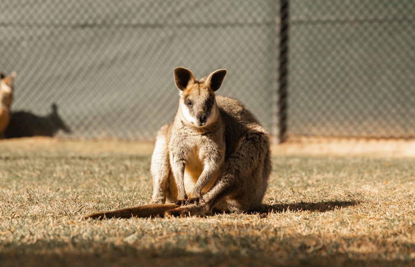 Wildlife Officer