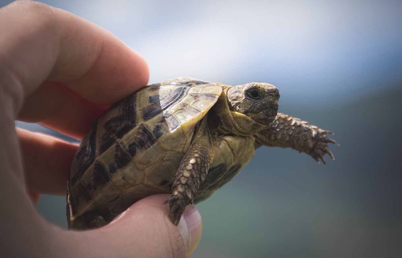 Certified Wildlife Rehabilitator