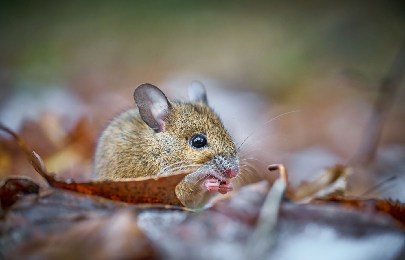 Working with the Laboratory Mouse AALAS