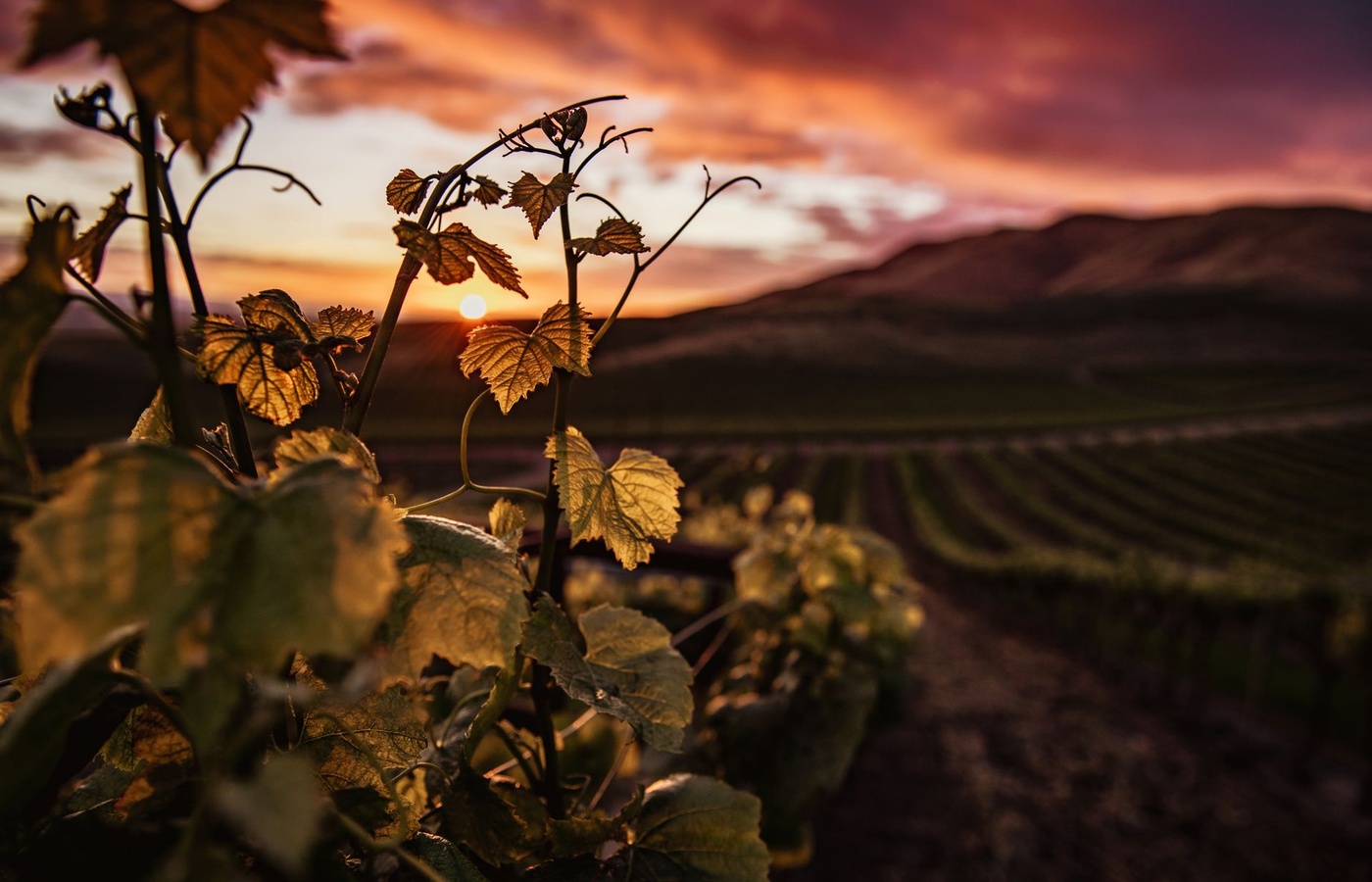 Wine & Spirit Education Trust (WSET) Level 1 Award in Wine