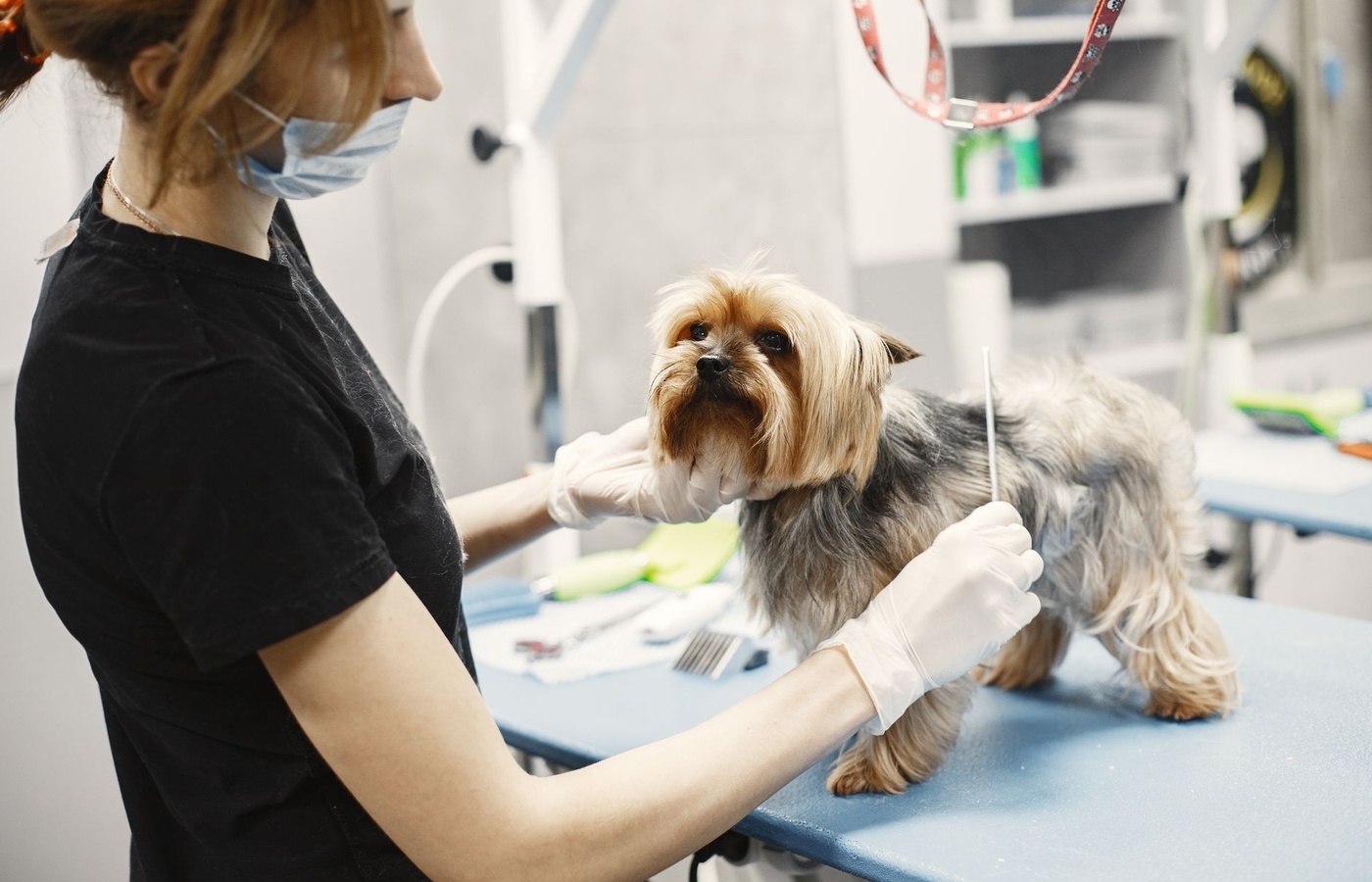 WSU Veterinary Medicine Admissions Interview