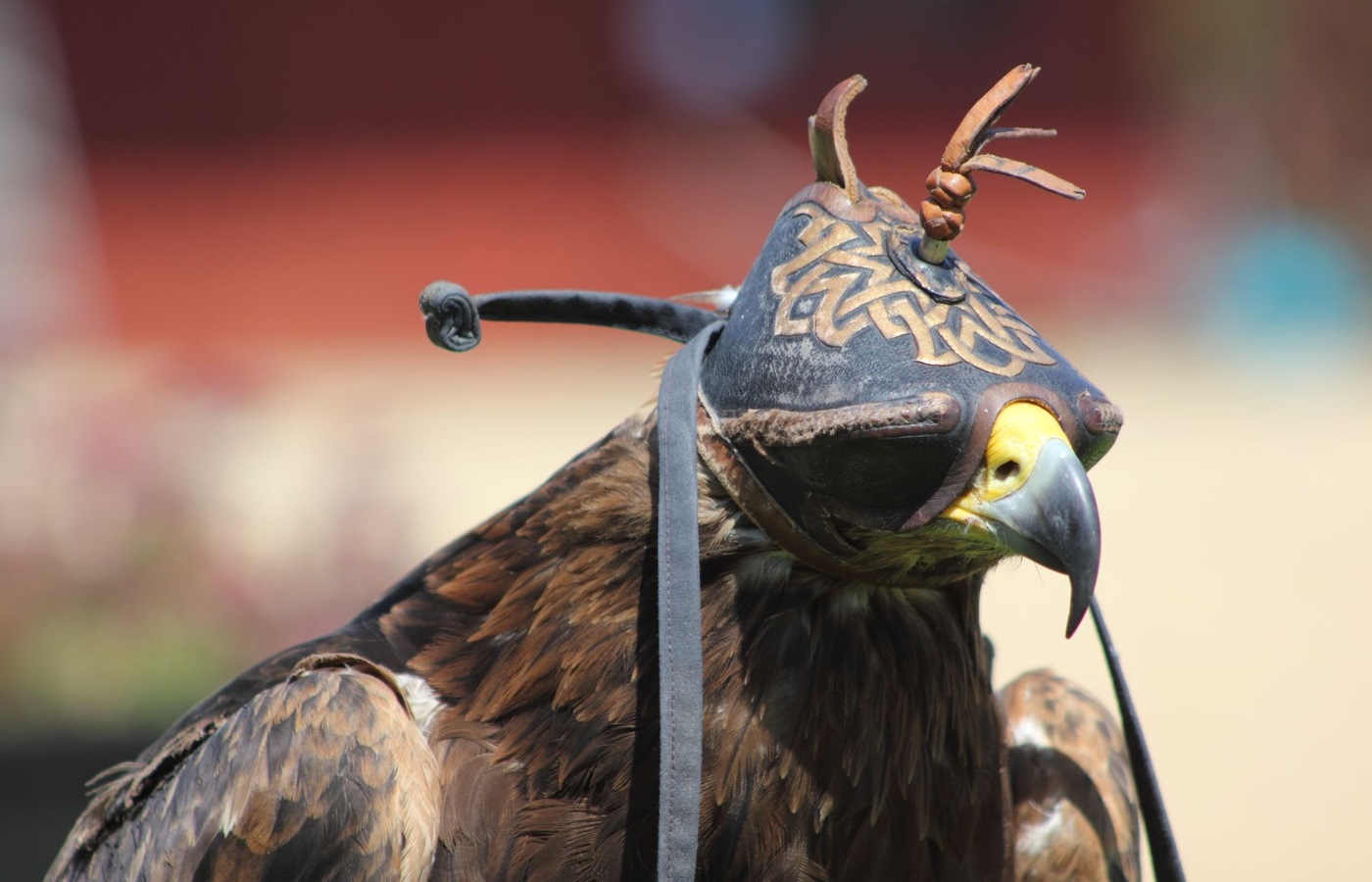 Wyoming Falconry