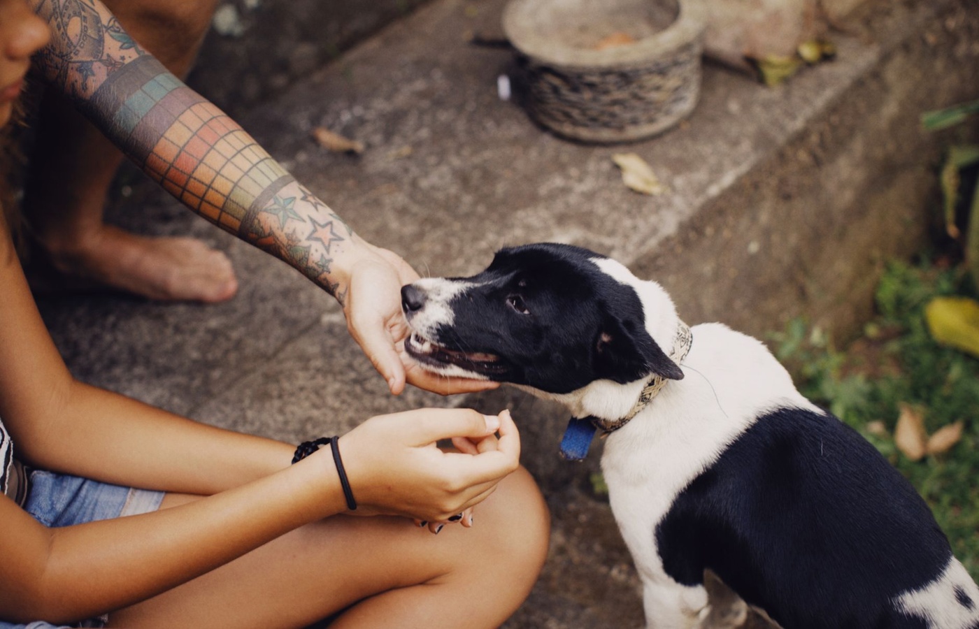 You and Your Dog Senior