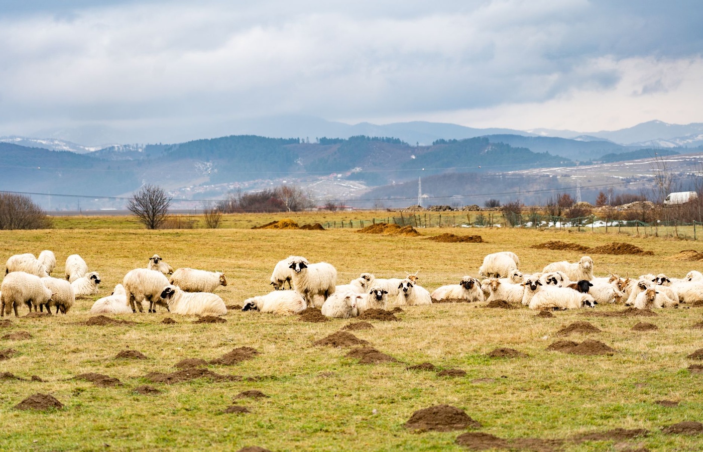 YouScience Animal Science and Livestock Production